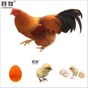 苍牧10枚 清远三黄鸡 受精蛋可孵化农场直发种蛋可代孵小鸡苗包邮 券