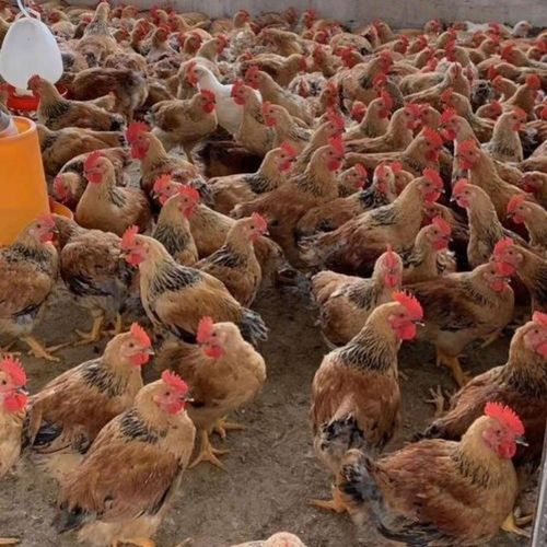 广州鸡苗批发厂家重庆长寿鸡苗孵化场广东肉鸡苗价格