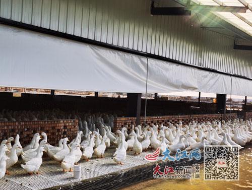 本报全媒体记者 洪怀峰摄鸭苗孵化基地工作人员把鸭蛋装进禽苗孵化机.
