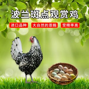 波兰斑点观赏鸡种蛋进口圆环一代宠物鸡可孵化受精种蛋鸡苗一枚装