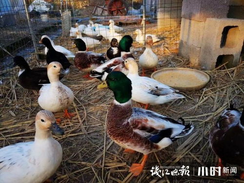 浙江东阳两只鸭子上了热搜,一只售价上万元的柯尔鸭,原来是这样孵化的
