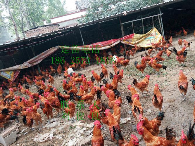 河南周口建华土鸡专业孵化推广提供的青脚土鸡苗鸡