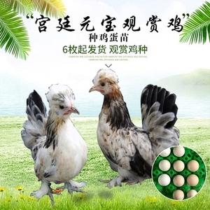 宫廷元宝观赏鸡种蛋新品宠物鸡受精蛋鸡苗可孵化受精鸡蛋包受精率